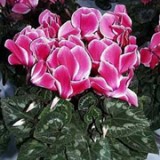 Cyclama - cum se ingrijeste